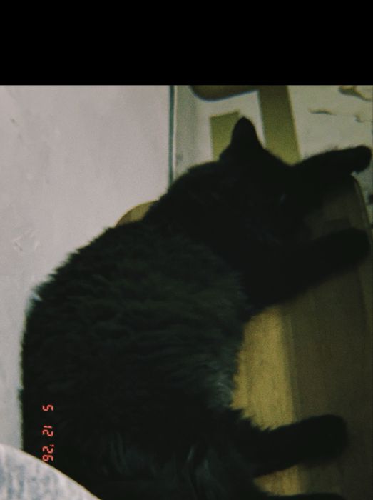 Кошка, очень умная девочка
