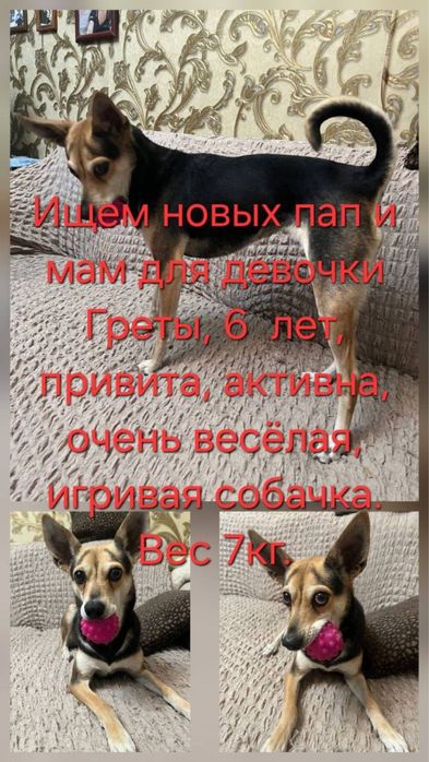 Грета ищет ответственных хозяев!