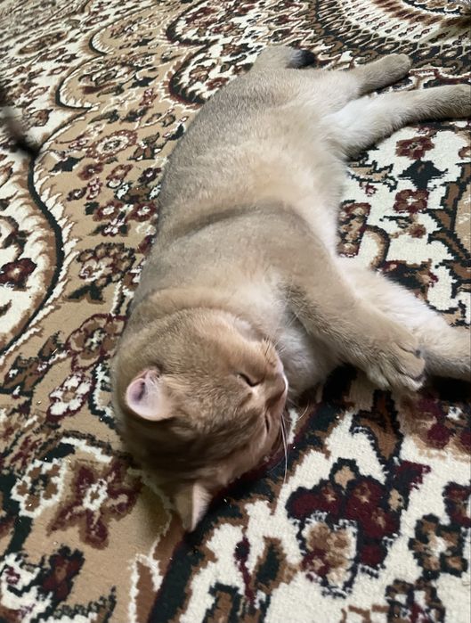 vyaska!qiz muwulani taklif qladi zalataya shinshila zdaroviy opitnoy