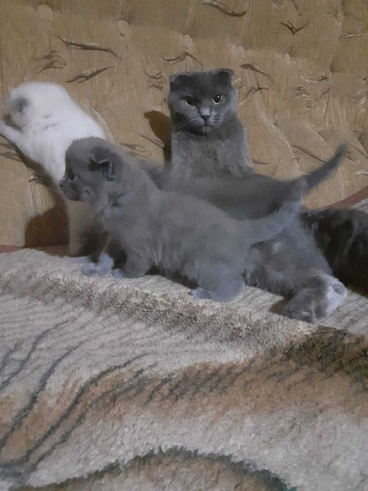 Продам котят, шотландцы, 5 недель.