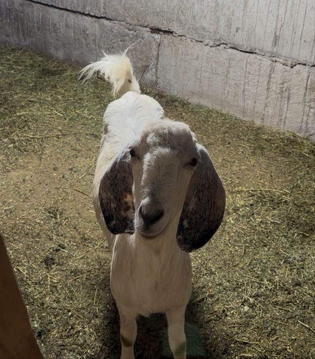 Битал ешкі лагымен сатылады