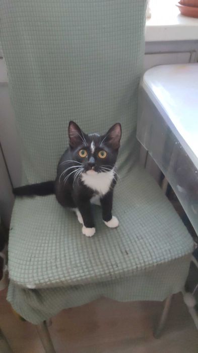 Ищем котородителей