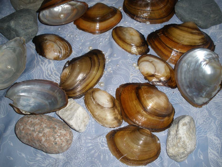 продам лом озерных ракушек