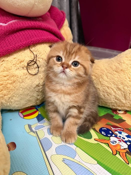 Котята шотландцы золотая шиншилла