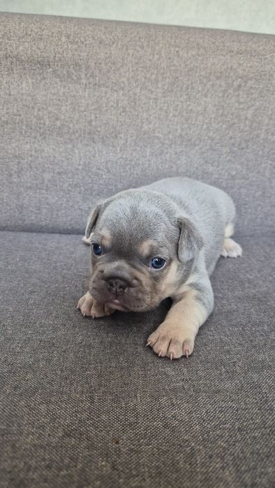 Продам французские бульдожки