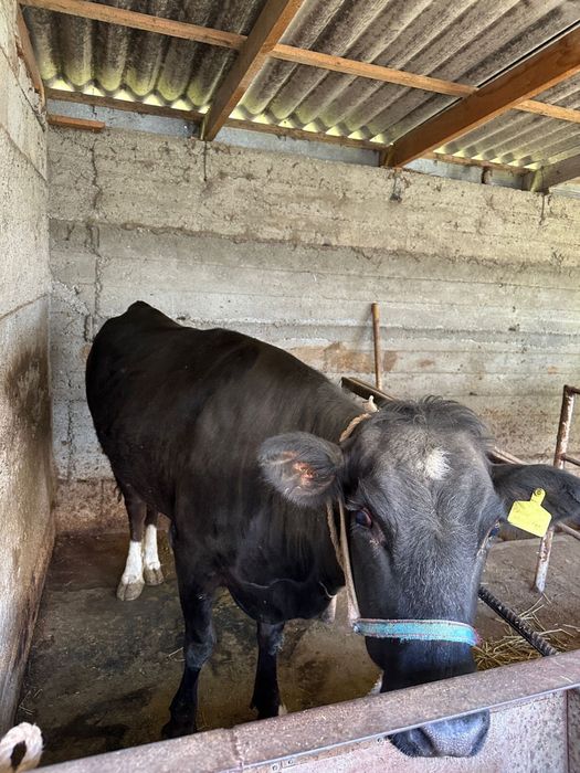 Сиыр Дөнежін сатылады