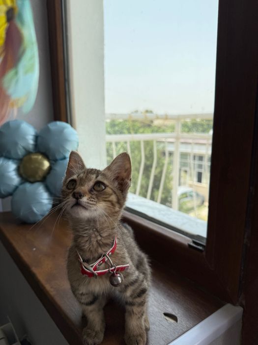 Отдам котенка в добрые руки