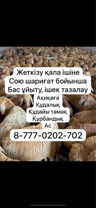 Бараны Қойлар доставка резка