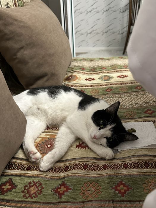 Отдам котика Пашу