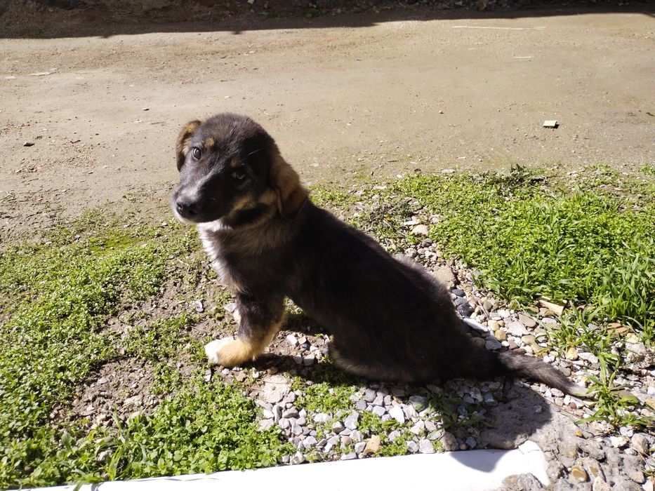 Kuchuk bolasi tekinga beriladi