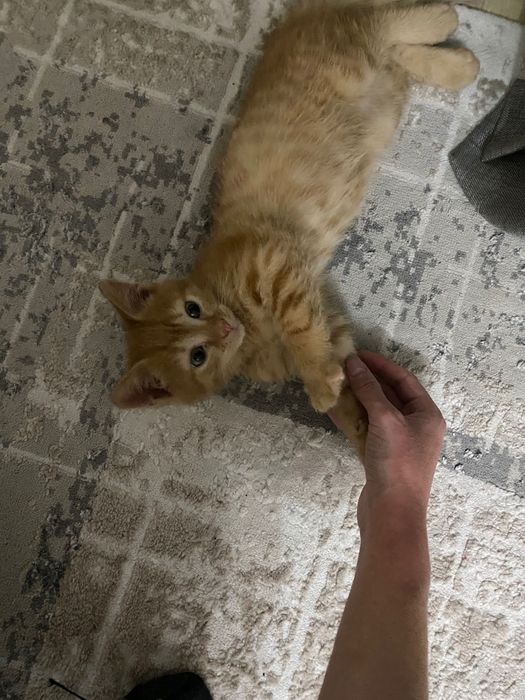 Котенок 2,5 месяца
