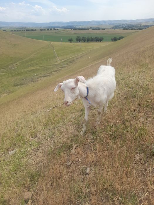 Козы заинская с козлятами