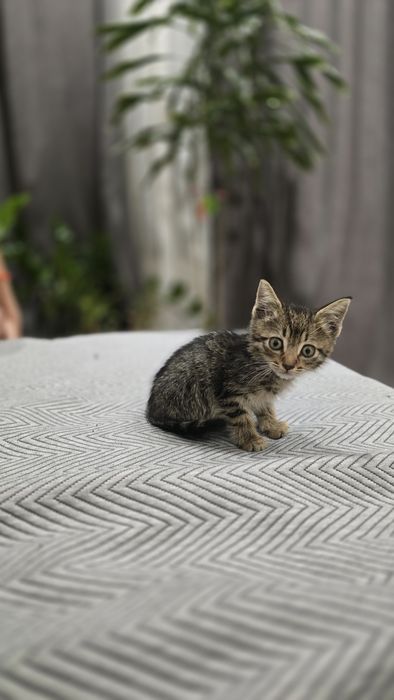 Отдам котёнка в добрые руки!