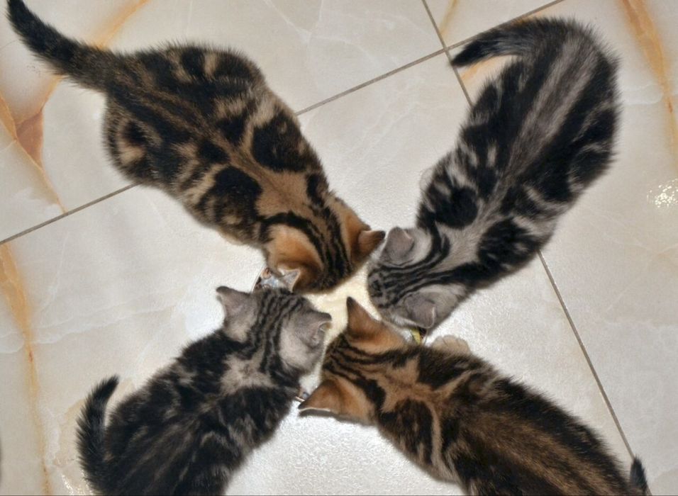 Чистопоролненькие Котята