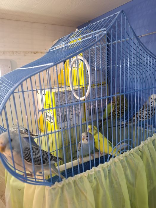 Волнистые попугаи