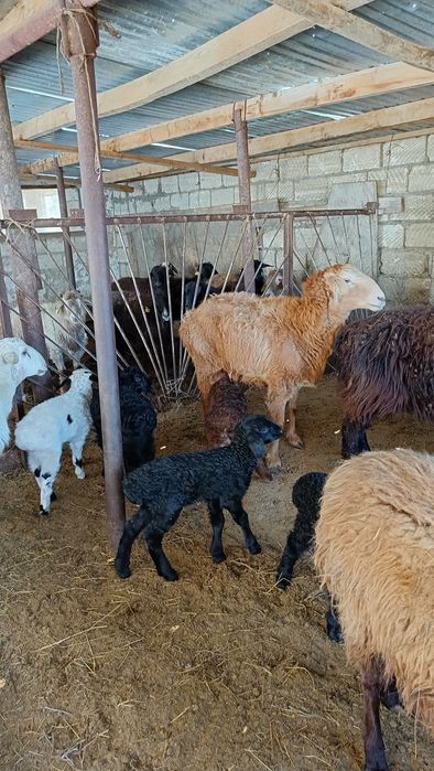 Қозылы қойлар сатылады.