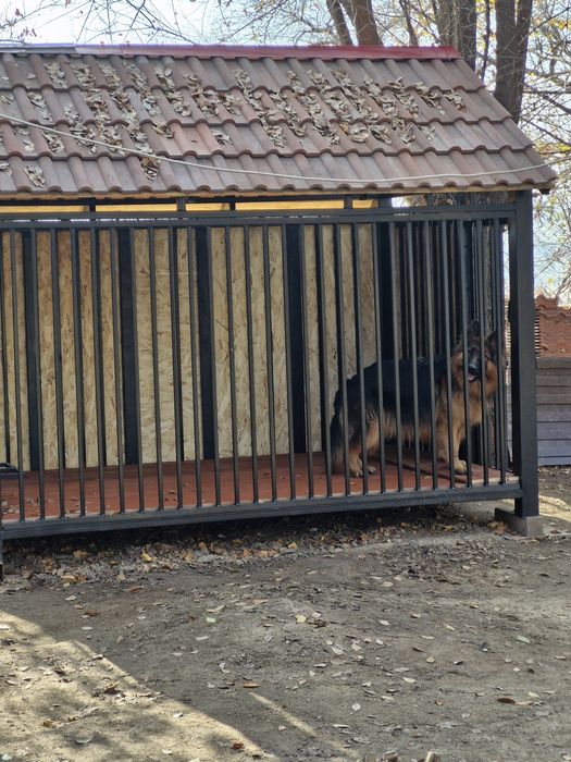 Продаётся немецкая овчарка.