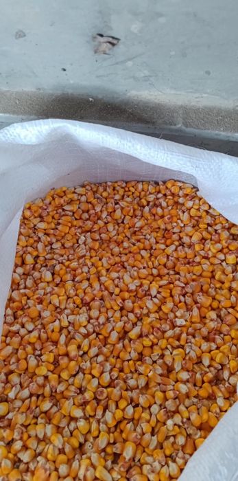 Porumb boabe de vanzare