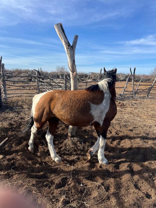 Айғыр сатылады 7 жасар