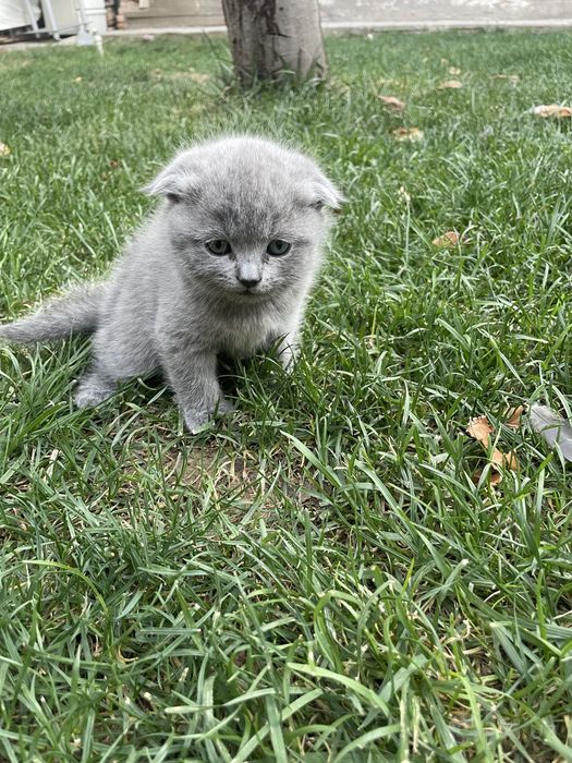 Mushuk Scottish Fold