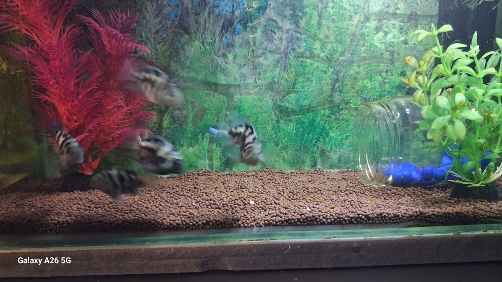 Сапфировые попугайчики