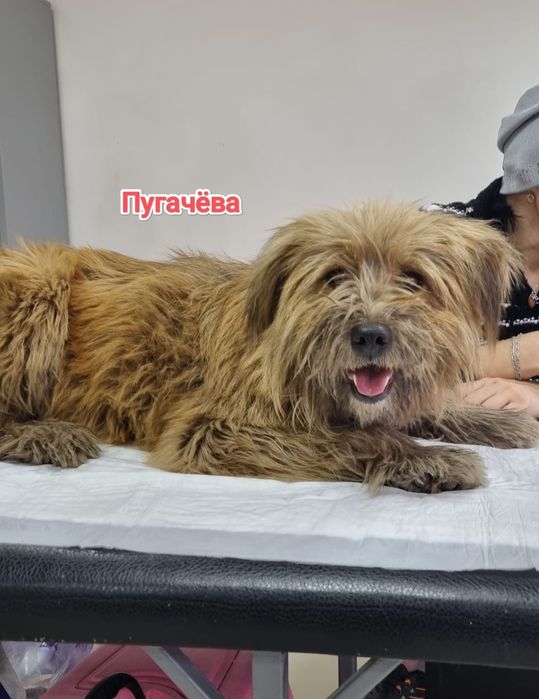 Дарю в добрые и ответственные руки