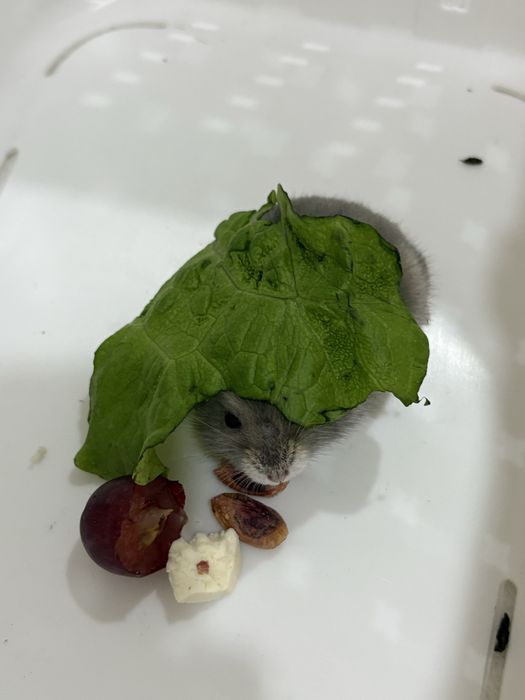 Джунгарский хомяк