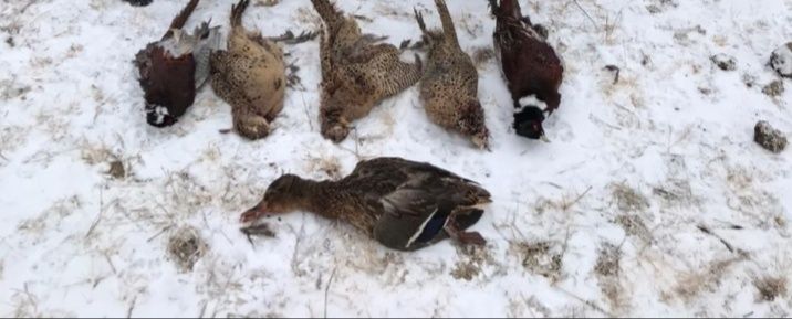 Курцхаар курцхаар