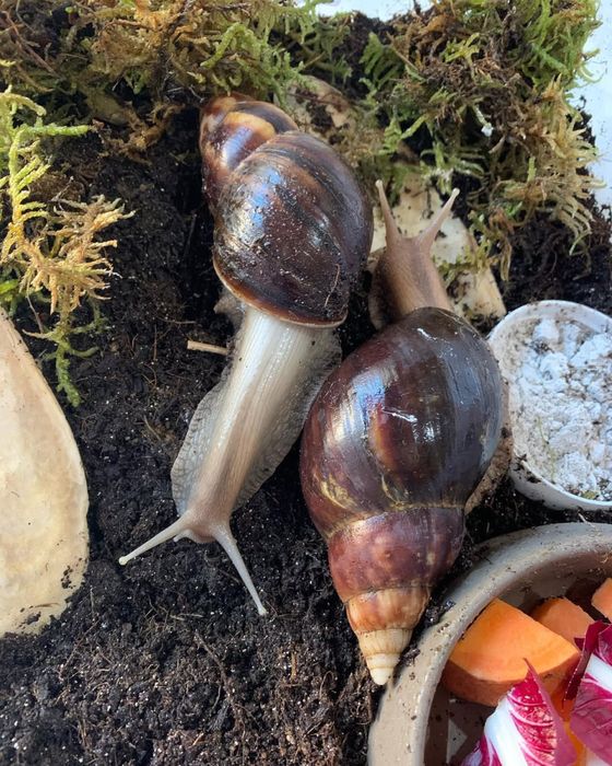 Ulitkala ideal aktiv svejiy yengiii iwlatilmagan