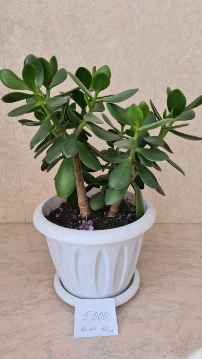 Цветы для офиса, школы и дома