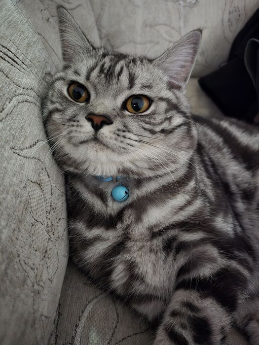 Кот Джонни готов принять гостей