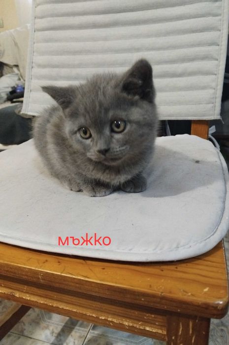 Малки британски котенца