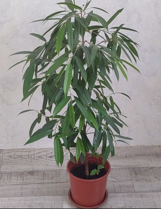 Цветы комнатные разные