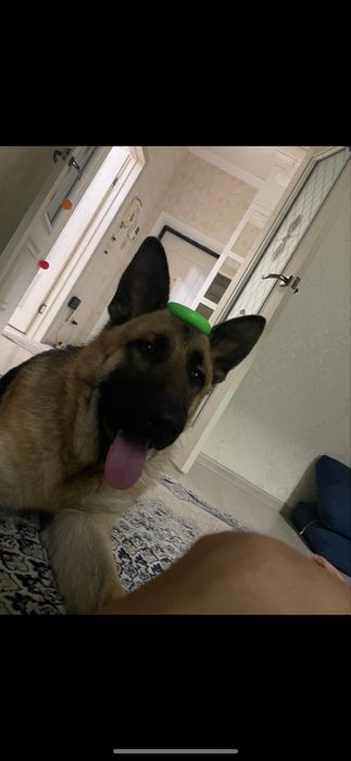 Овчарка взрослая