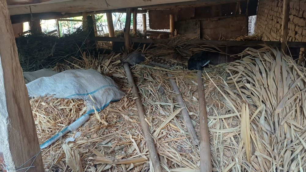 Жухори Хашаги сотилади. Узимиз экан хосилдан олинган жухори хашаги.