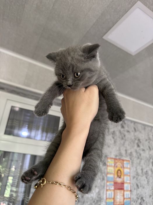 Чистокровные шотландские котята