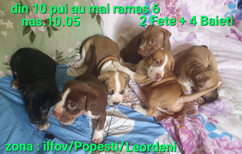 Amstaff pui dragalasi doar aici