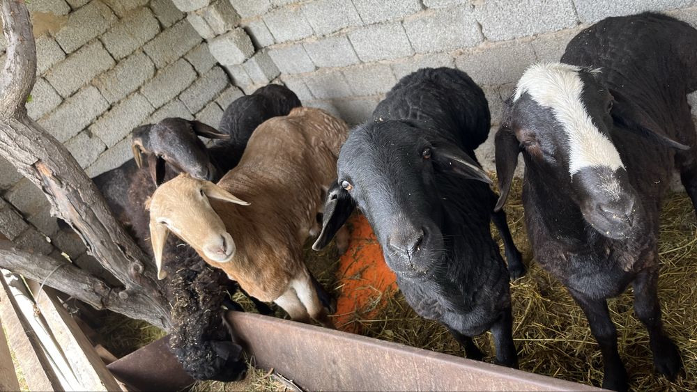 Бараны қошқар қой