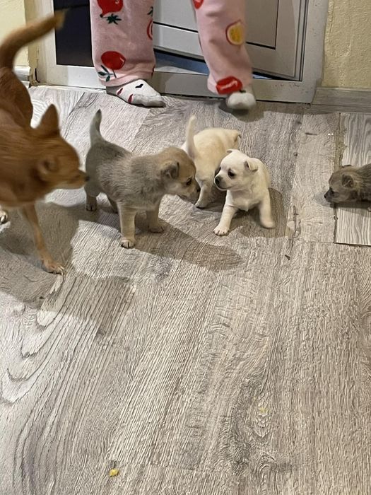 Малки  здрави бебета шпиц