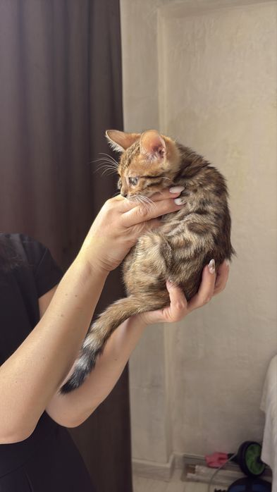 Котенок мальчик бенгал