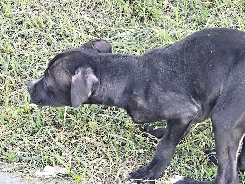 Кученце търси дом