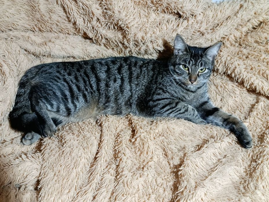 Срочно !!! Нужен кот!