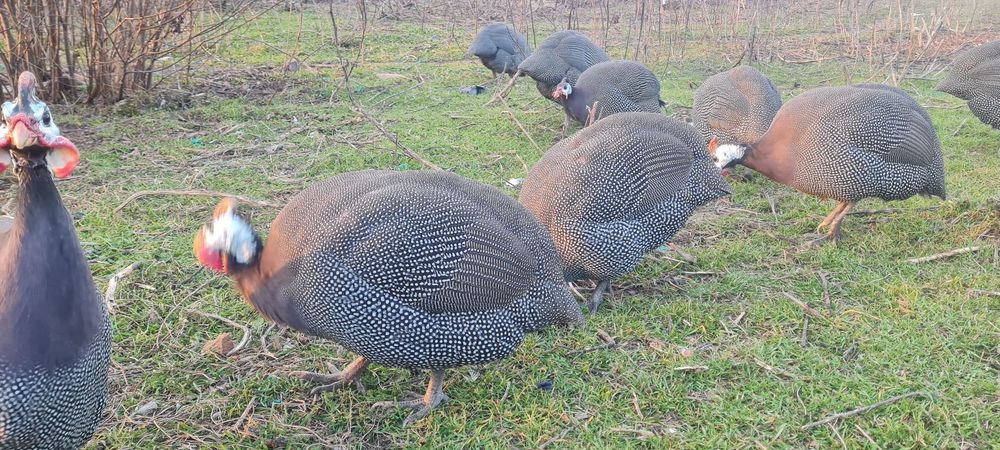 Bibilici masculi adulți 10 luni foarte îngrijiți