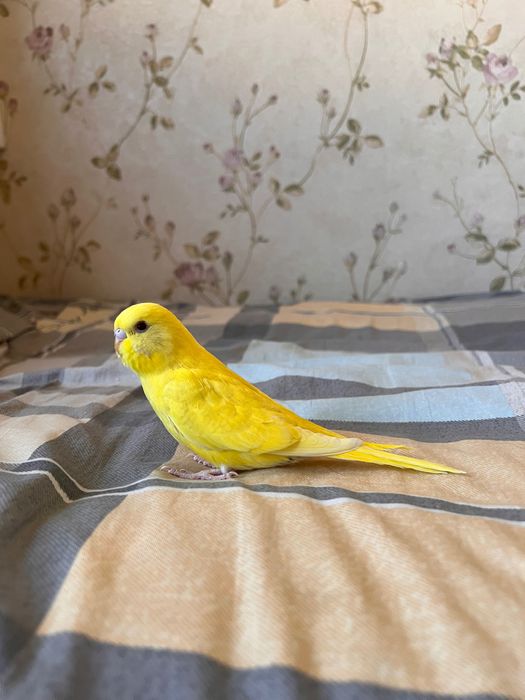 Valnisti papugay, to’tiqush Волнистый попугай альбинос nemis