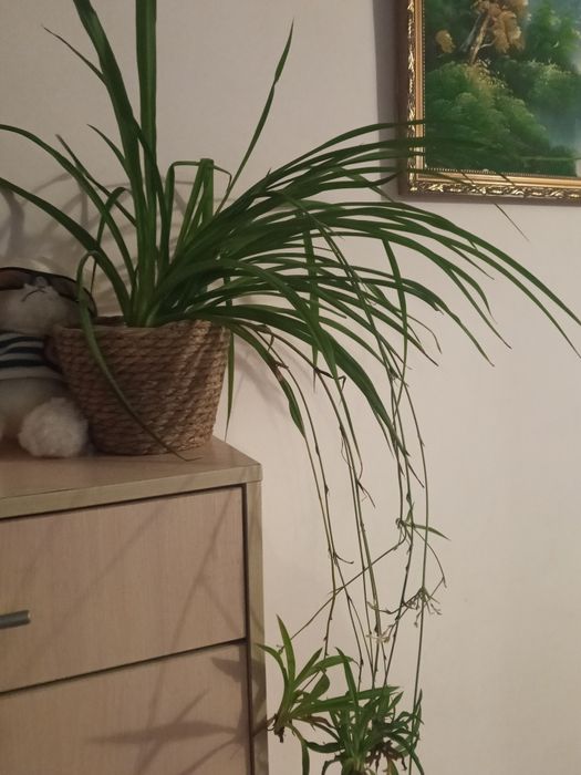 Продаю комнатные цветы