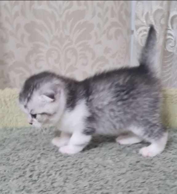 Вислоухие/шотландские/скоттиш фолд