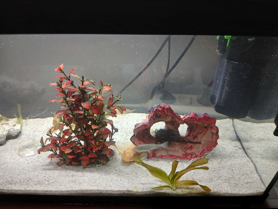 Vand acvariu cu accesori multiple