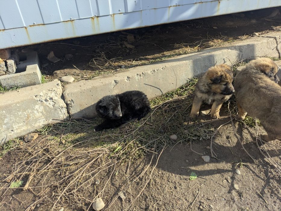 Собака Щенки щенок дворняги