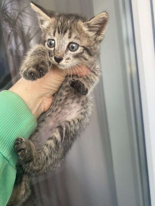 Котёнок в ответственные руки