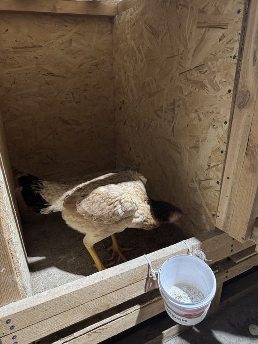 Продам Дакан курицу